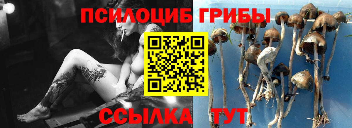 Пушкино  Псилоцибиновые грибы ЛСД  Галлюциногенные грибы Cubensis  Вход с VPN 